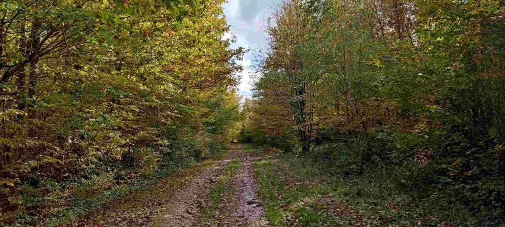forêt en première éclaircie pour pieux de bouchot