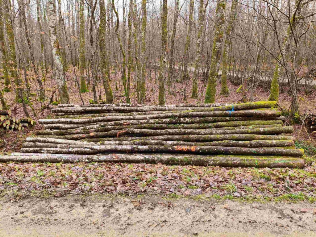 pieux de bouchot bord de route coupés et débardés