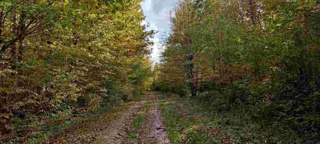 Chemin forestier