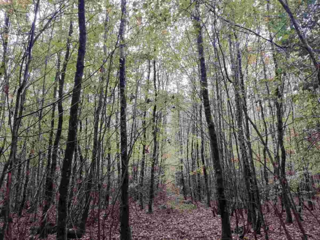 Foret de jeunes chenes