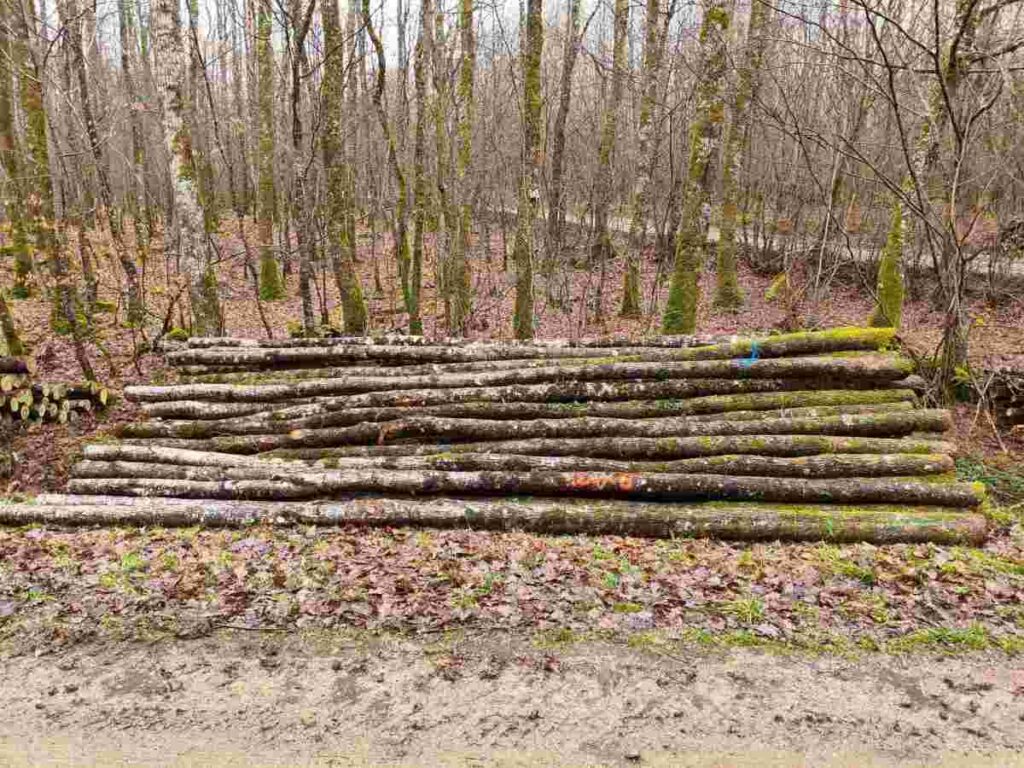 Pieux de bouchot bord de route