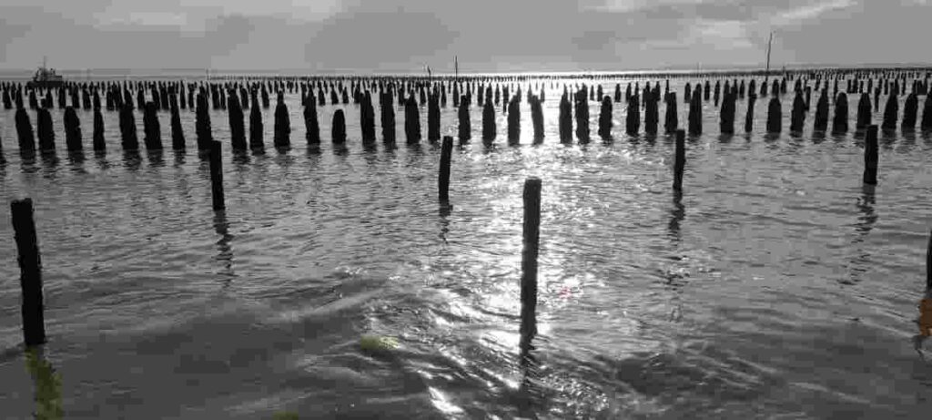 Pieux de bouchot en mer la plaine sur mer